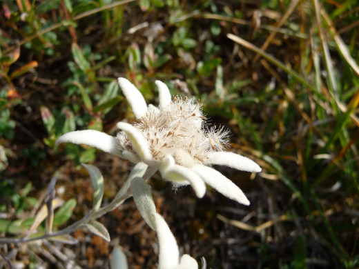 Edelweiss