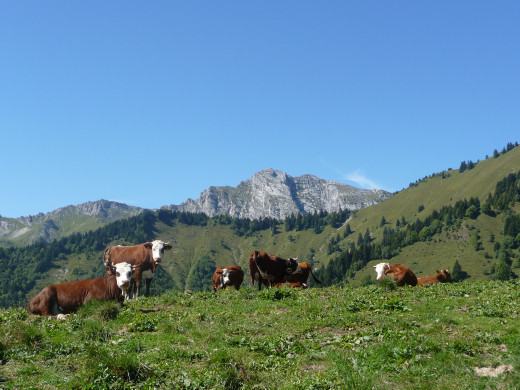 CHAURIONDE + ARCALOD - Vaches heureuses !