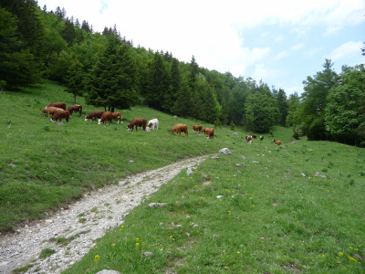 Quelques vâches dans les verts paturages