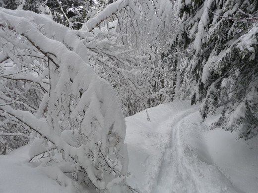 Mont Charvet - Forêt