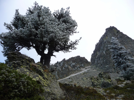 GRAND VAN - Combe à chamoix et arbre givré